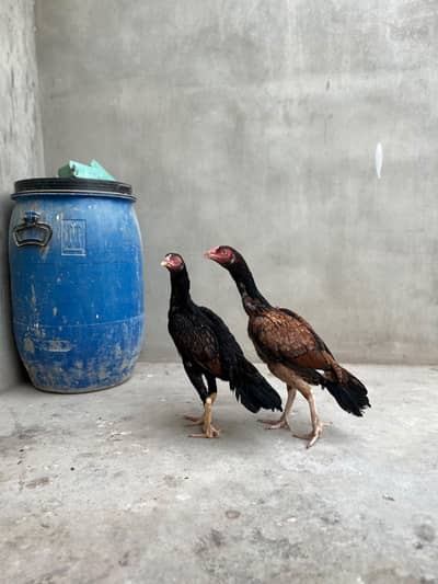 1 male mad 2 female jawa for sale