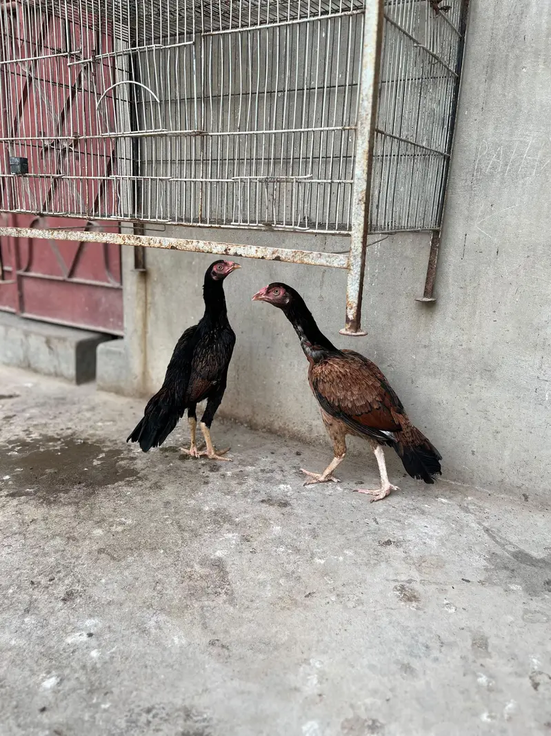 1 male mad 2 female jawa for sale — photo 2