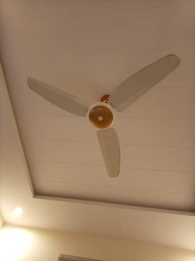 Royal fan