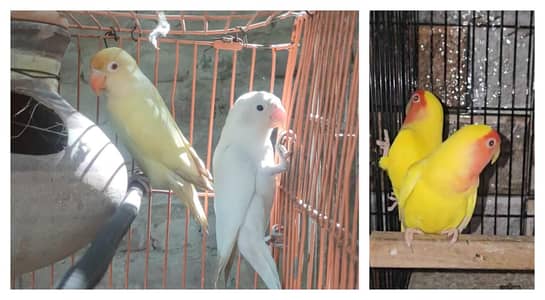 Lovebirds Ka Khoobsurat Jora
