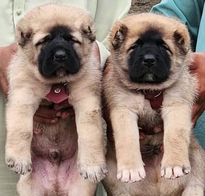 Kurdish kangal / security dog / king kurdish kangal puppies