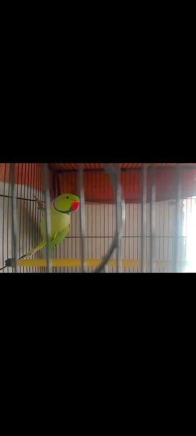 Ring neck male nice talking