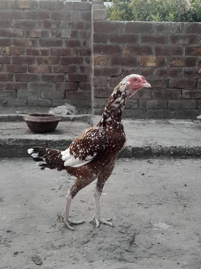 Aseel Hens 1