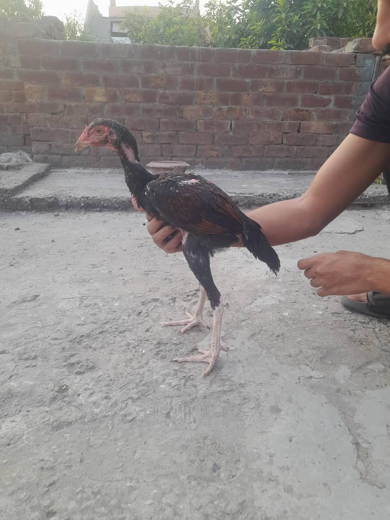 Aseel Hens 4