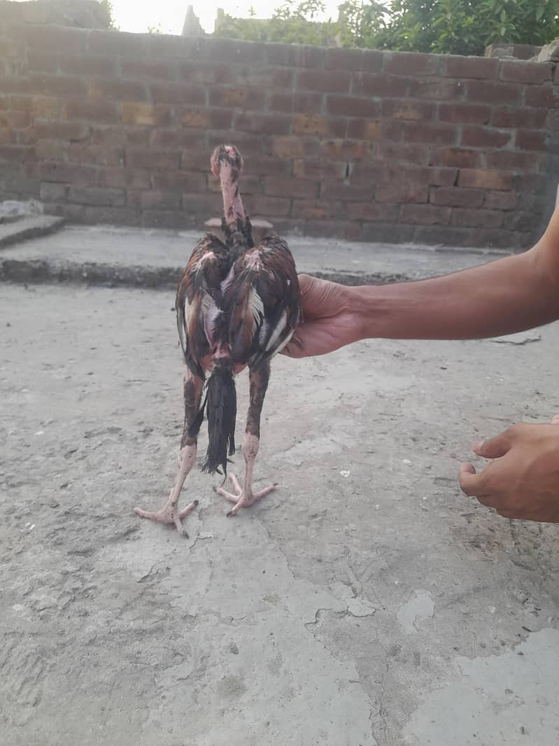 Aseel Hens 8