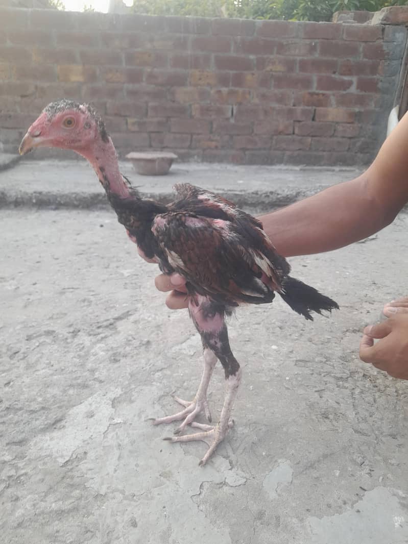 Aseel Hens 9