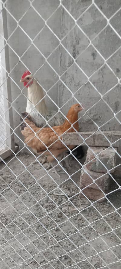 Golden Misri starter hen for sale