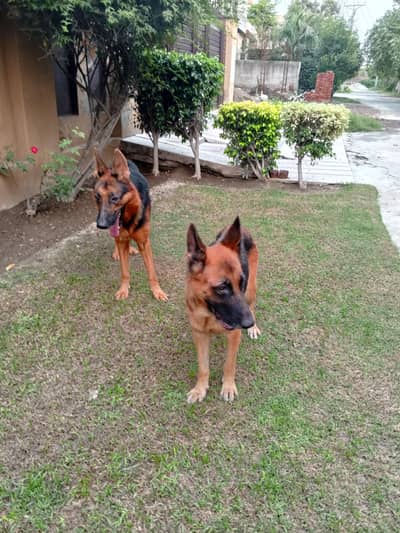 Pair of German Shepherds| Male and Female| Vaccinated