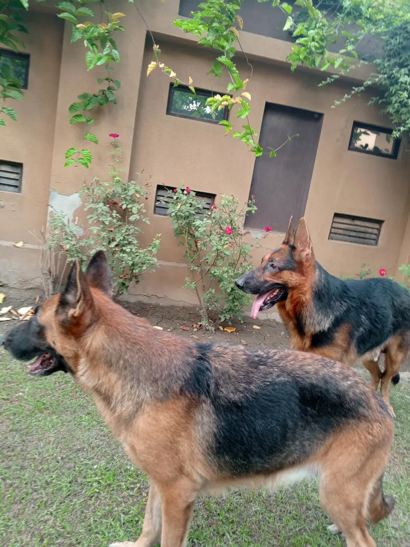 Pair of German Shepherds| Male and Female| Vaccinated — photo 2