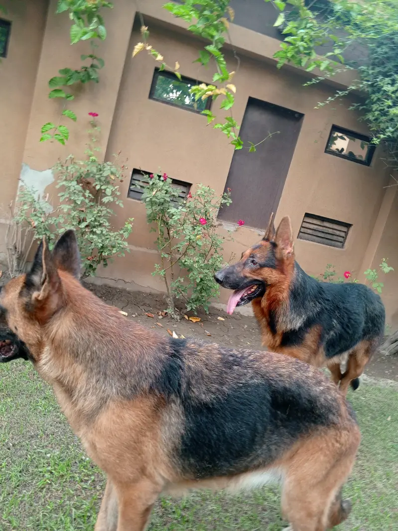 Pair of German Shepherds| Male and Female| Vaccinated — photo 3