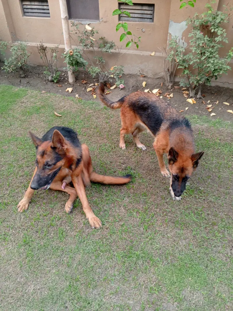 Pair of German Shepherds| Male and Female| Vaccinated — photo 4