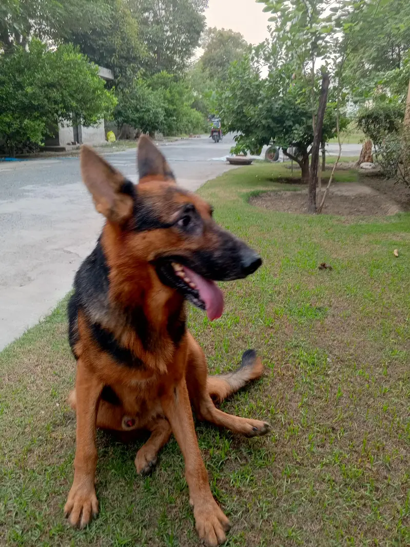 Pair of German Shepherds| Male and Female| Vaccinated — photo 5