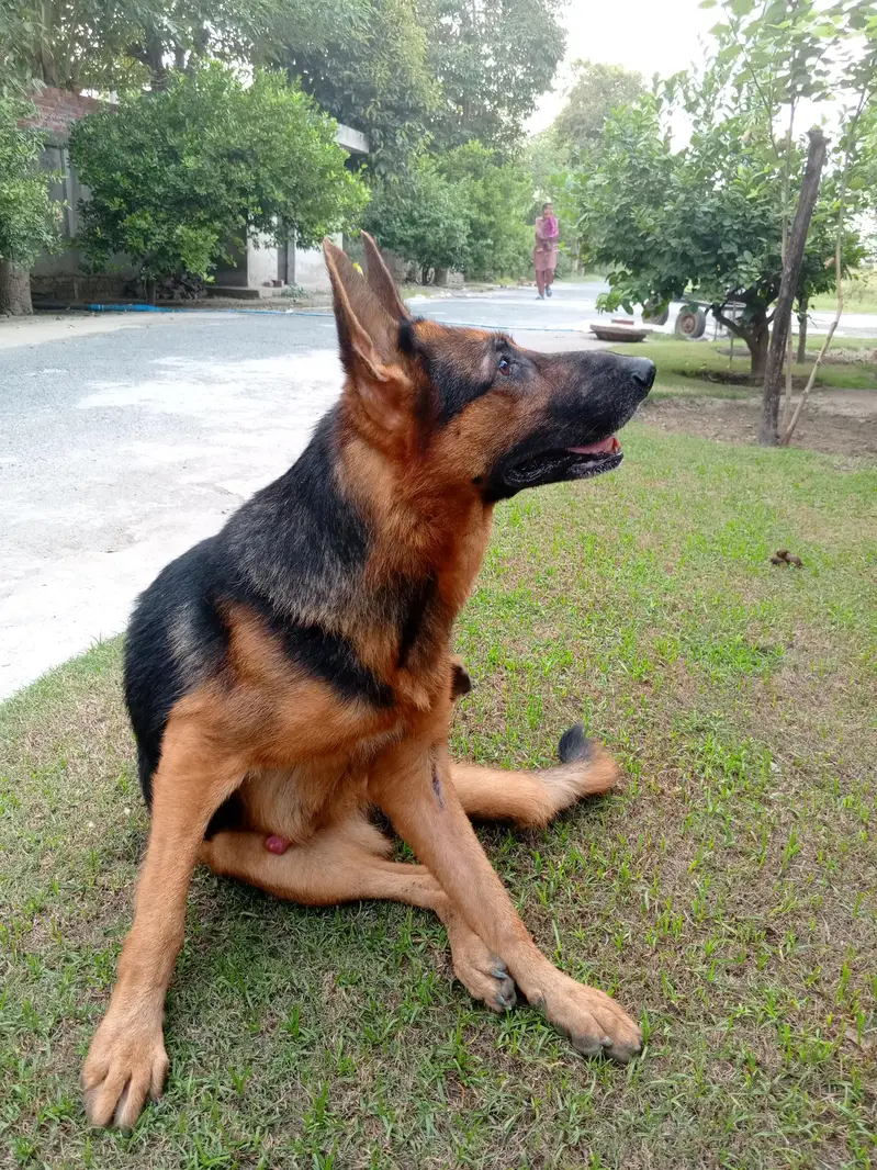 Pair of German Shepherds| Male and Female| Vaccinated — photo 6