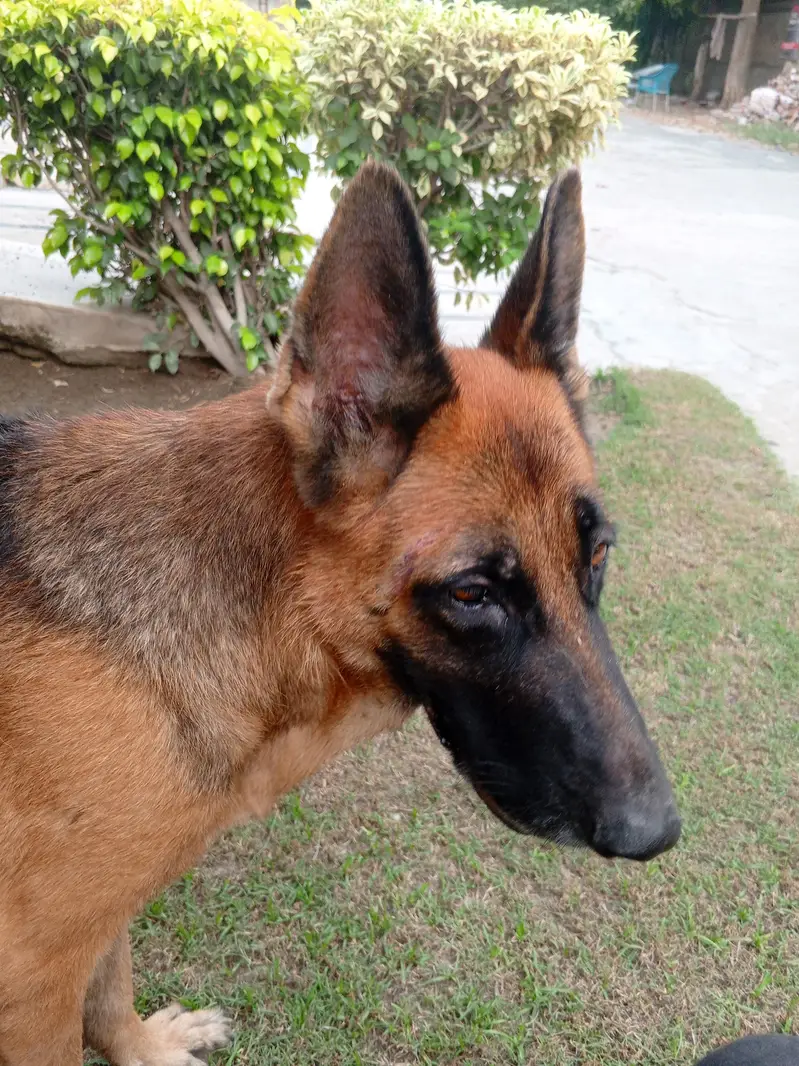 Pair of German Shepherds| Male and Female| Vaccinated — photo 7