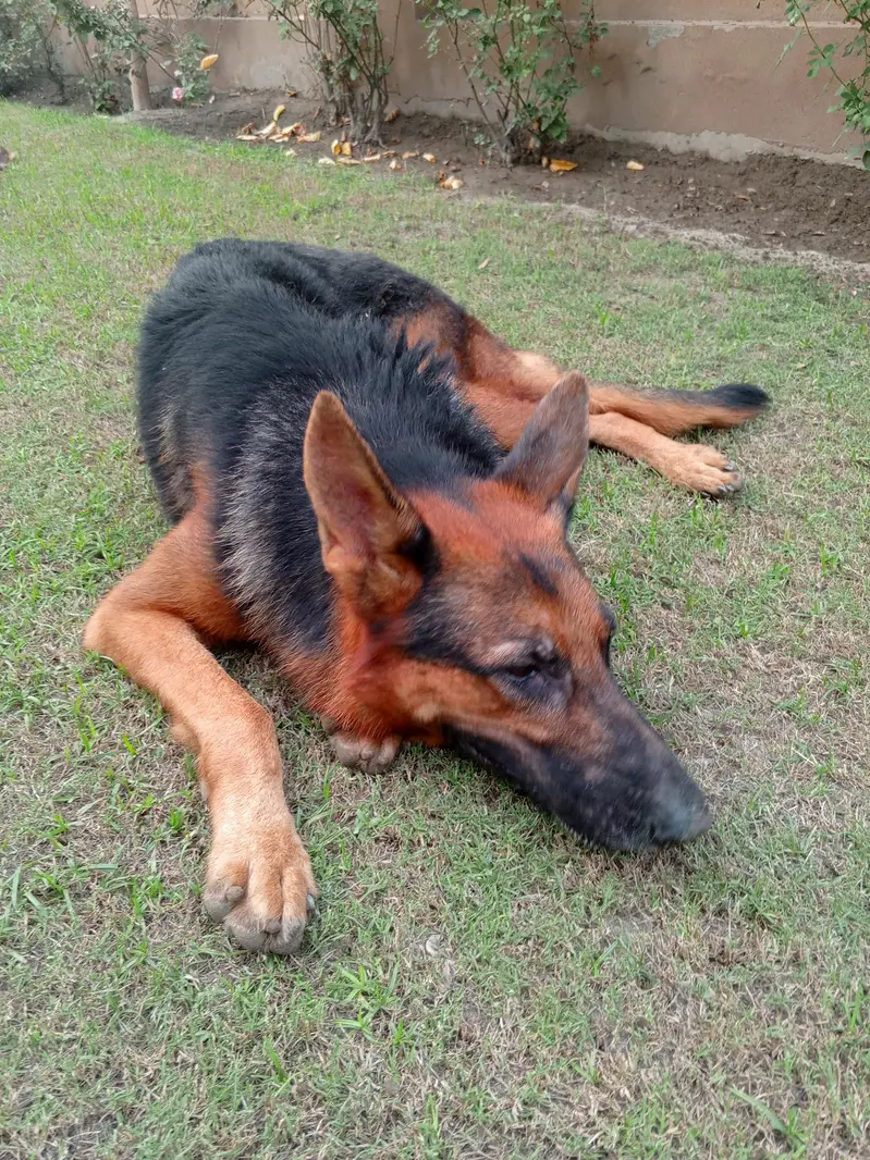 Pair of German Shepherds| Male and Female| Vaccinated — photo 8