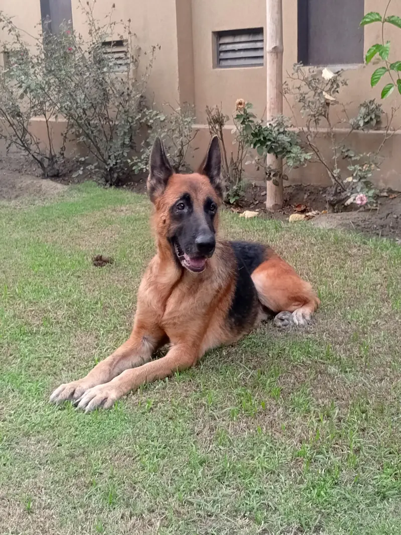 Pair of German Shepherds| Male and Female| Vaccinated — photo 9