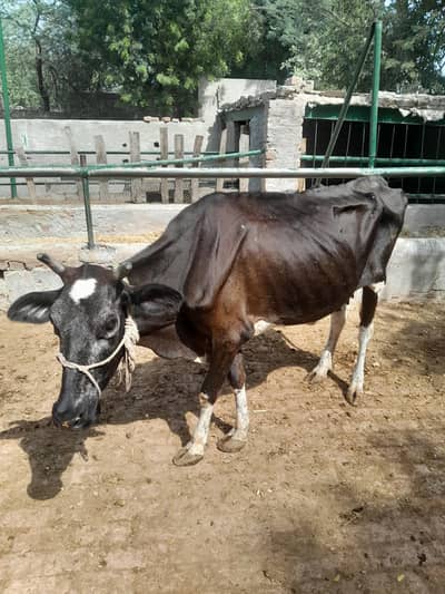 sadi beya key ley beautiful cow 3 maan goset03124665371