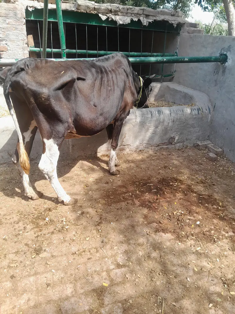 sadi beya key ley beautiful cow 3 maan goset03124665371 — photo 2