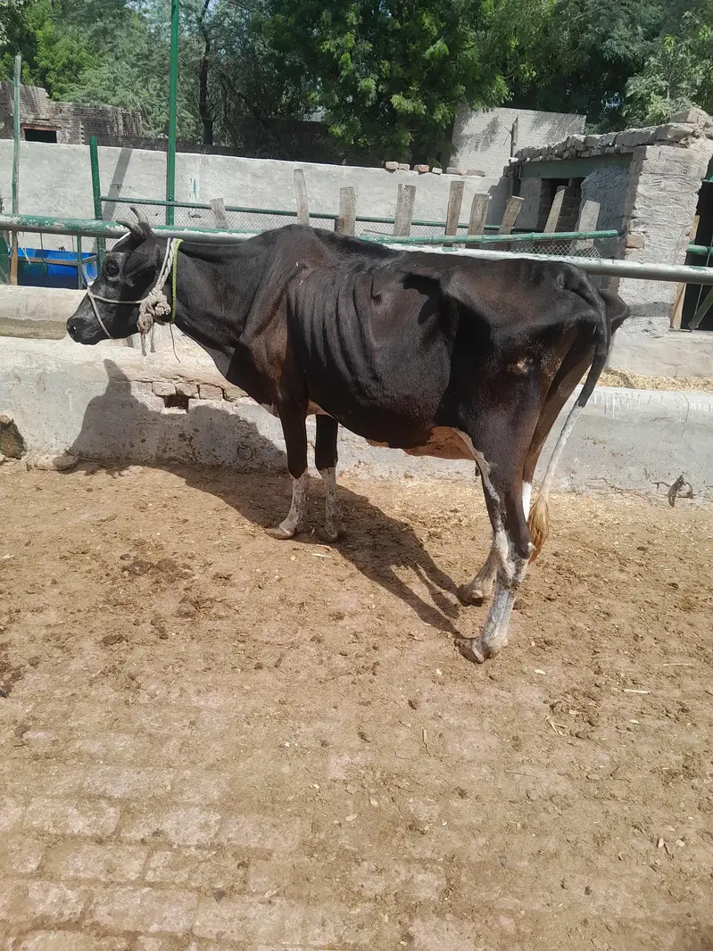 sadi beya key ley beautiful cow 3 maan goset03124665371 — photo 3