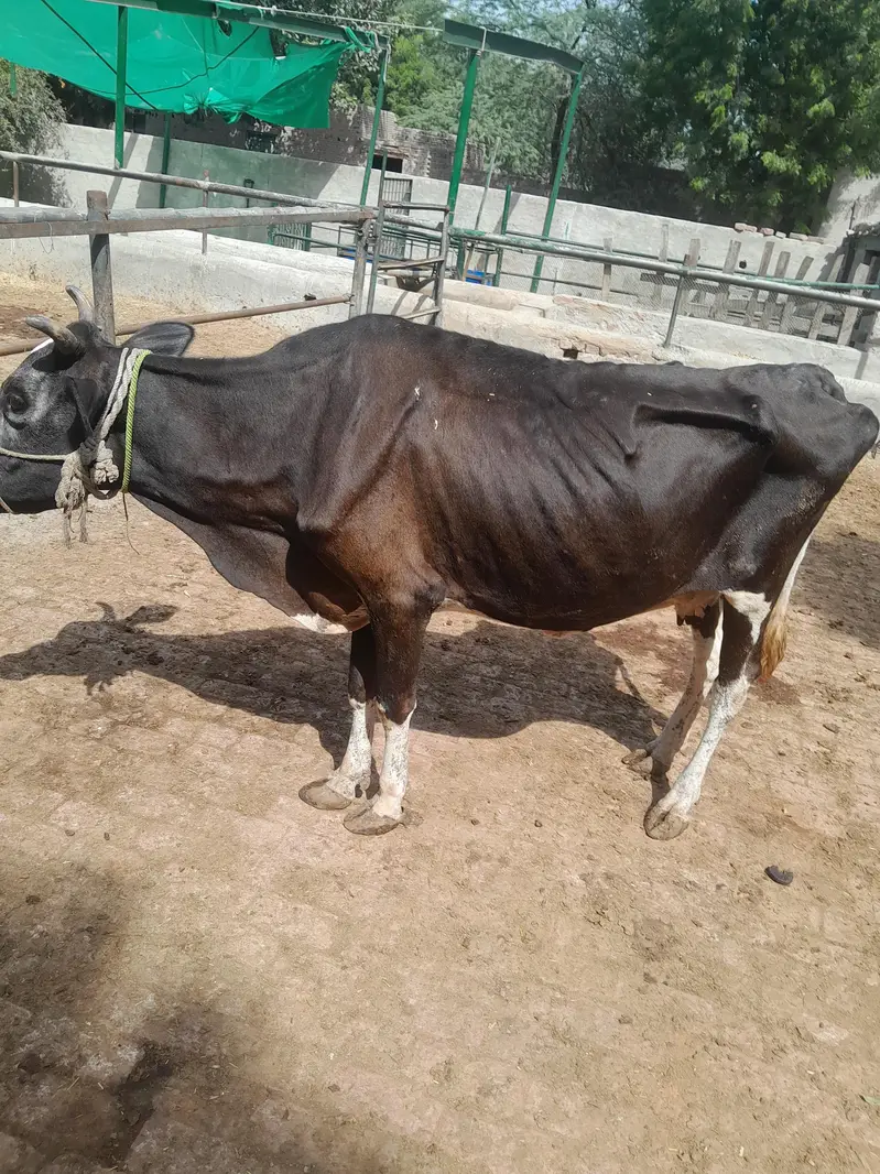 sadi beya key ley beautiful cow 3 maan goset03124665371 — photo 4