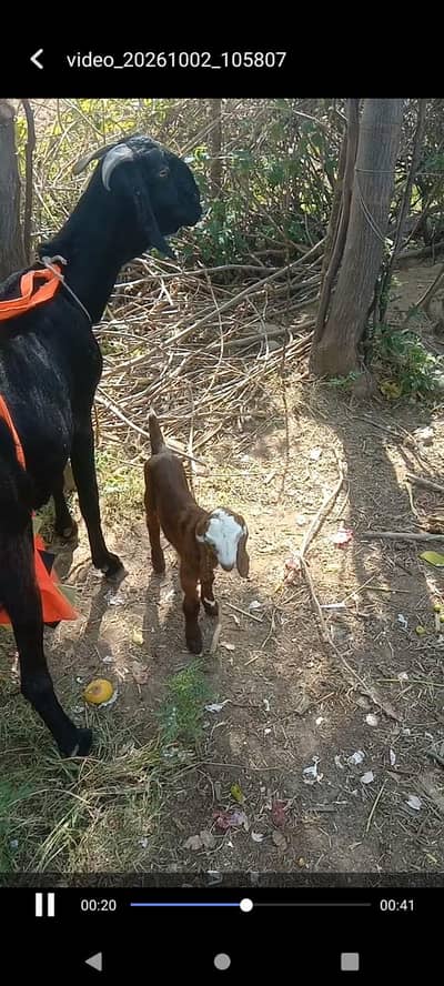 fresh sui Bakri with male and female
