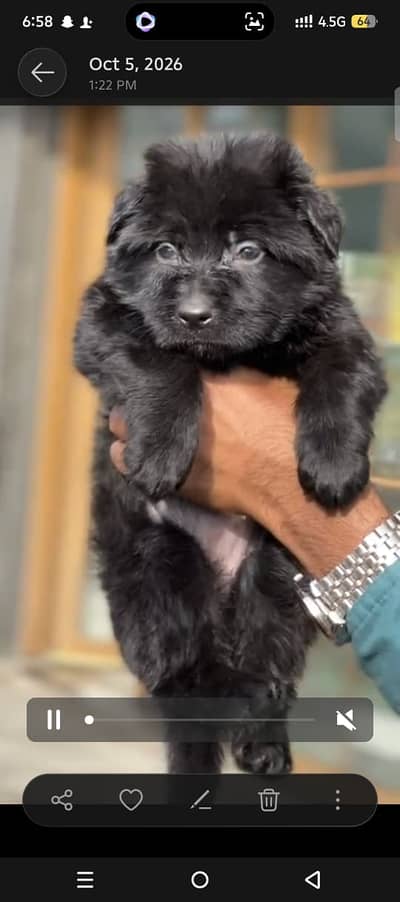 German Shepherd|GSD|Pedigree puppies|Long coat GSD|Male Dog|Female dog