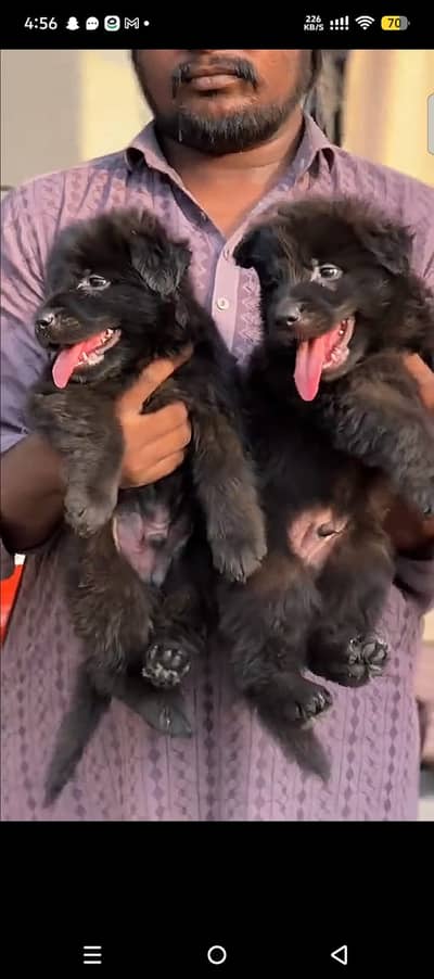 German Shepherd|GSD|Pedigree puppies|Long coat GSD|Male Dog|Female dog