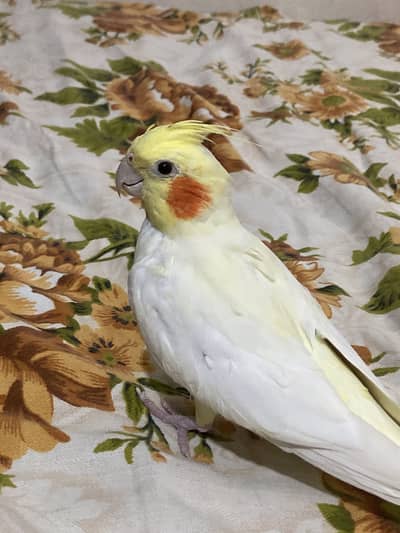 Male Cocktail ( not tamed ).