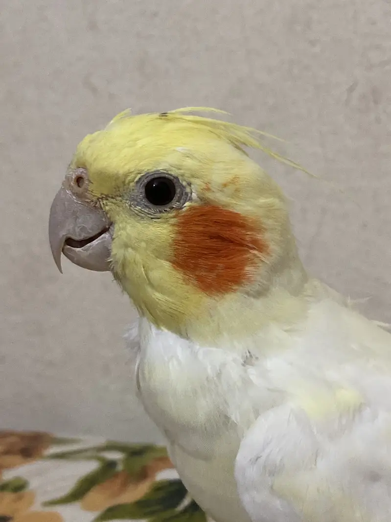 Male Cocktail ( not tamed ). — photo 2