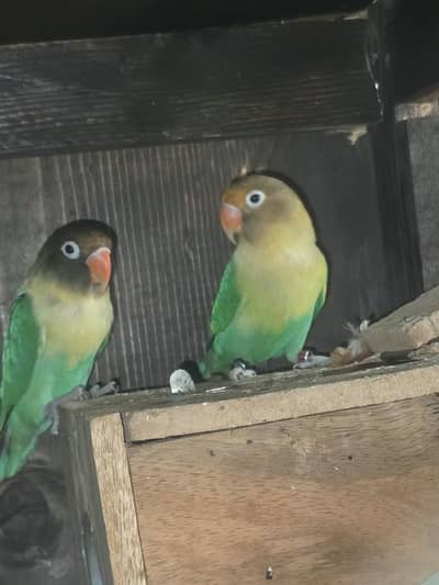 love bird breading box avilable
