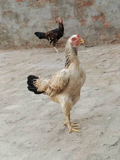 female for sale