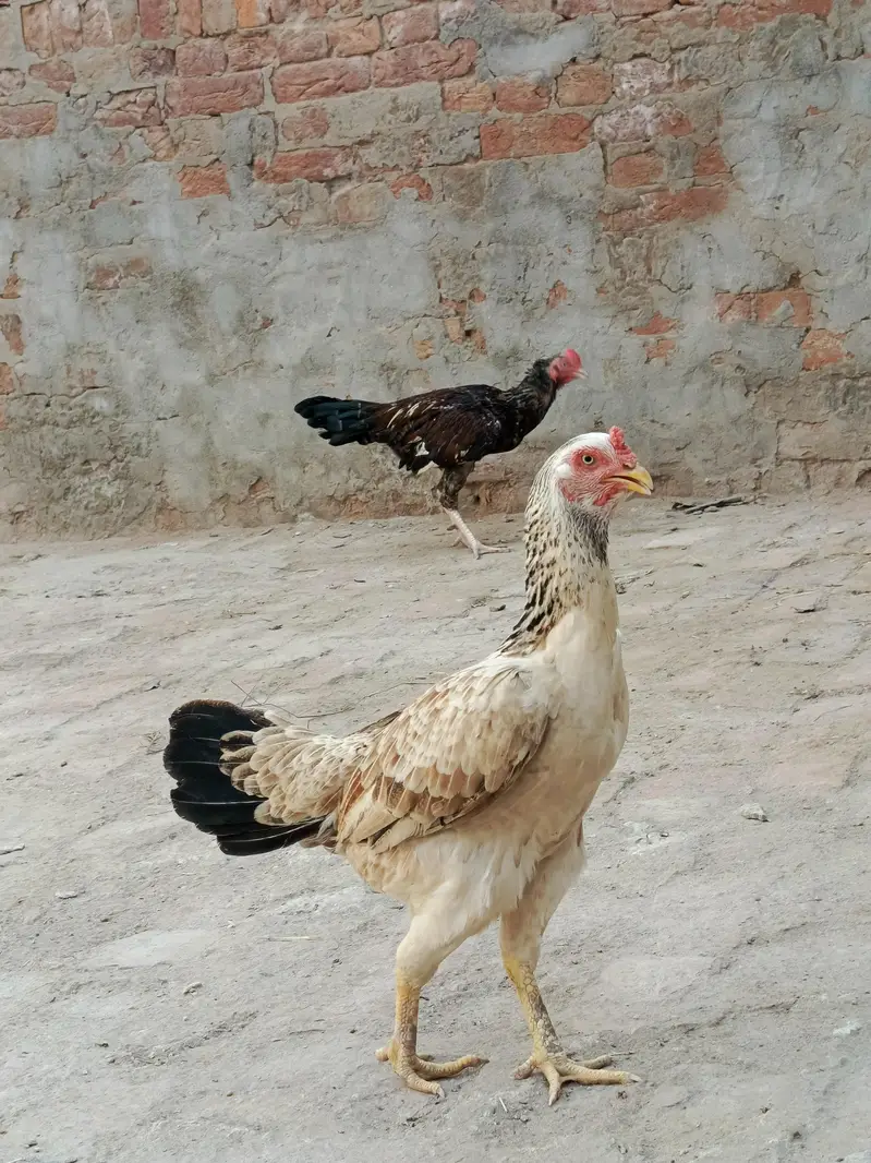 female for sale — photo 2