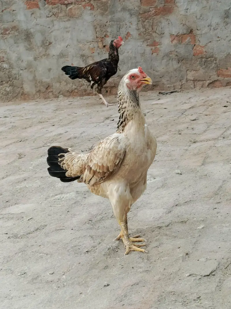 female for sale — photo 3