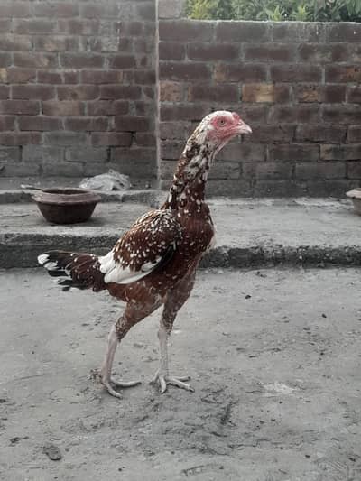 Aseel bachy or murgi