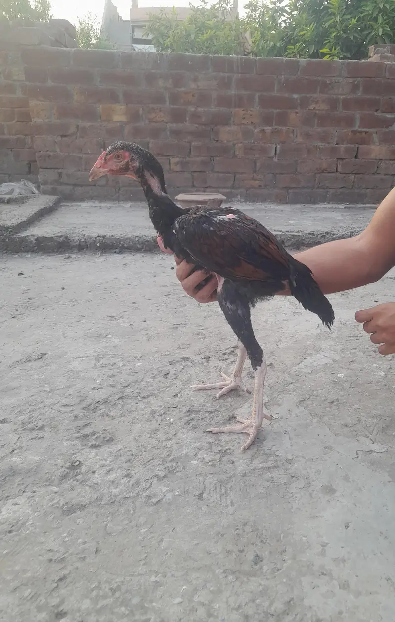 Aseel bachy or murgi — photo 5