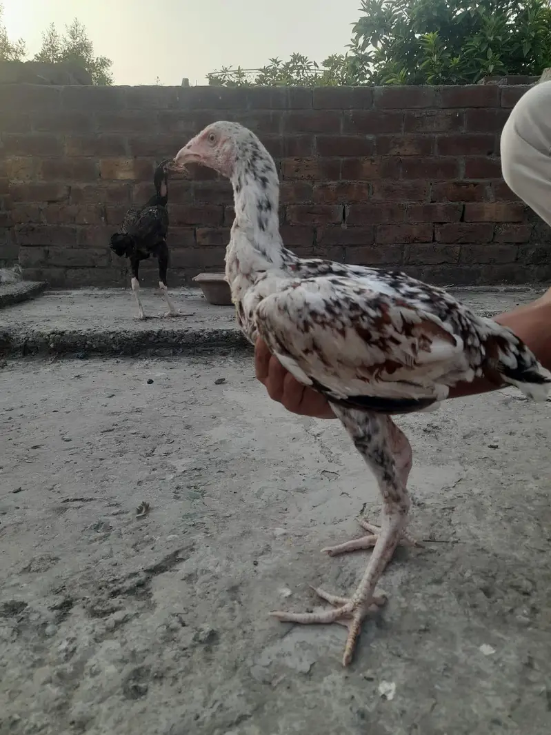 Aseel bachy or murgi — photo 6