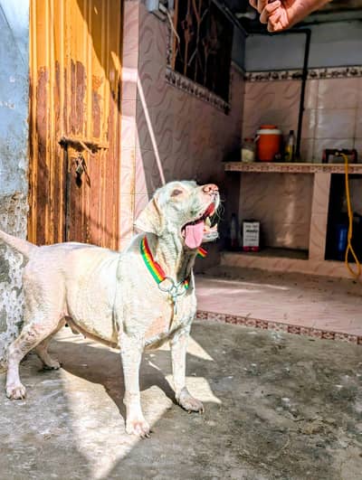 English Labrador male