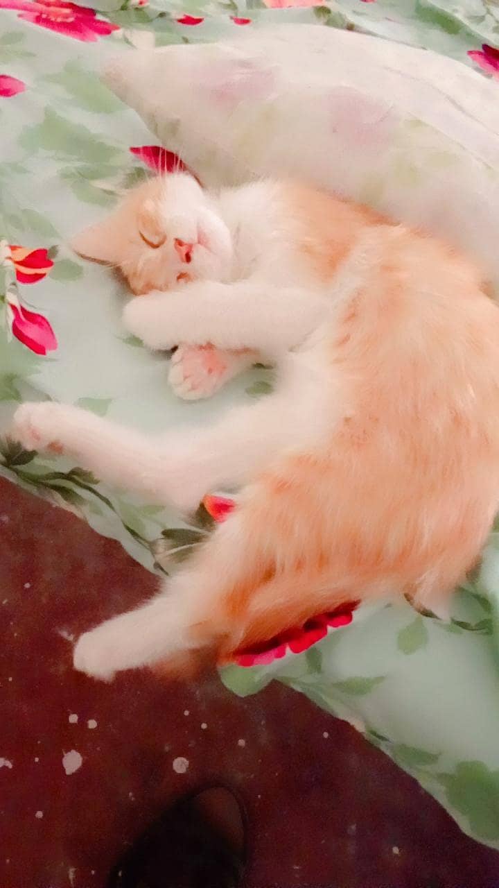 Arbic cat 0