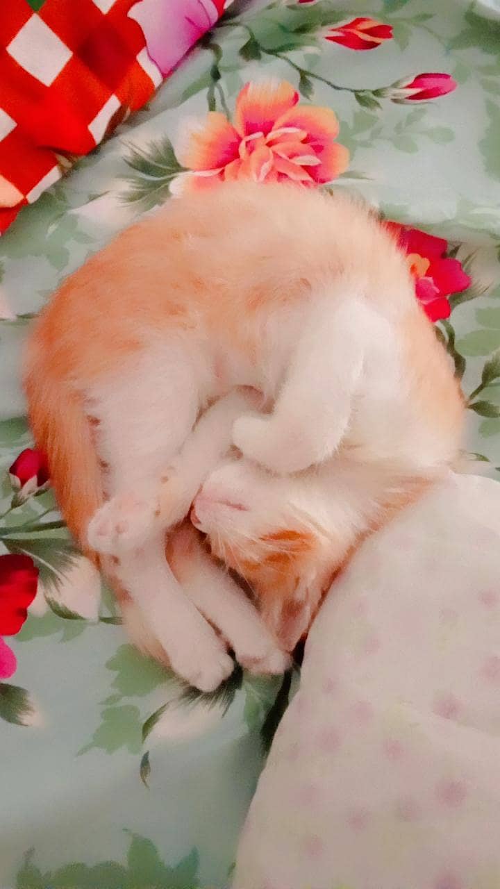 Arbic cat 1