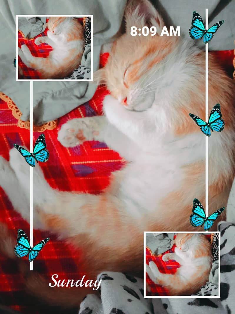 Arbic cat 2