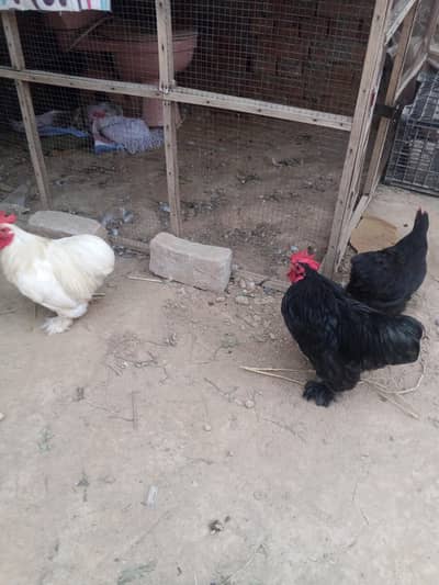 Bantam Breeder pair