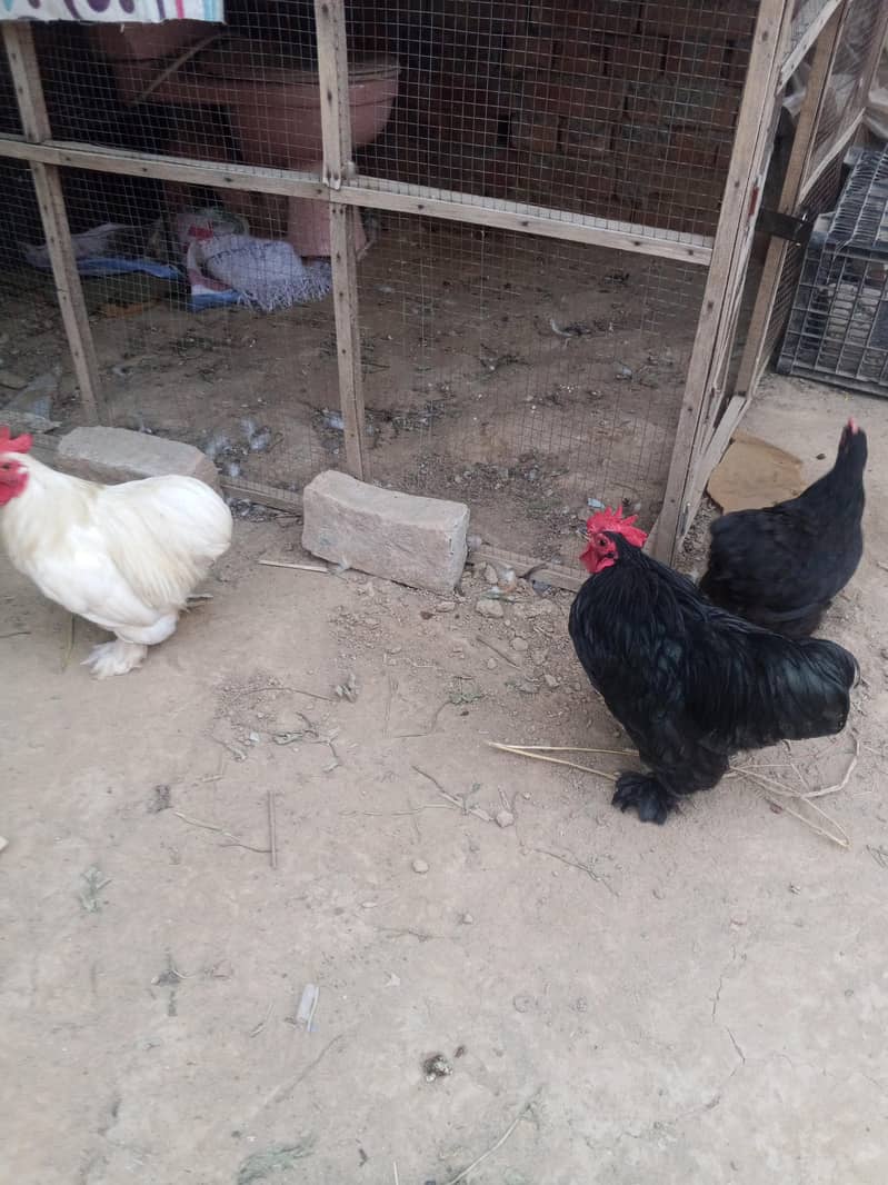 Bantam Breeder pair 0