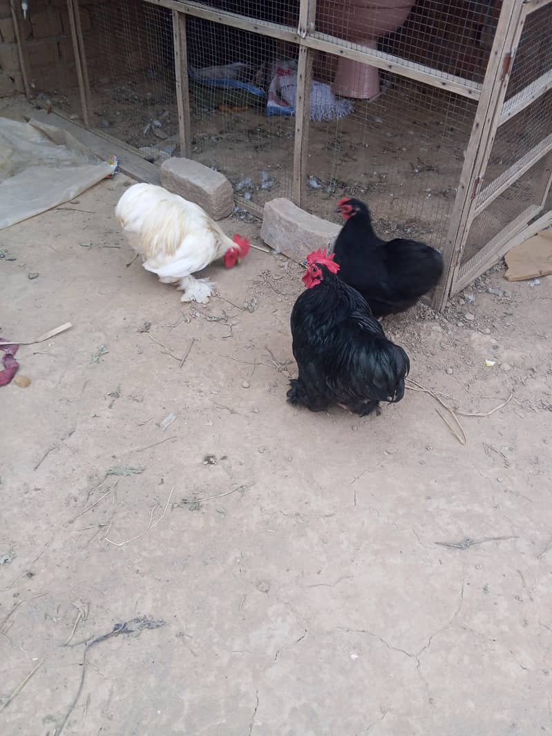 Bantam Breeder pair 1