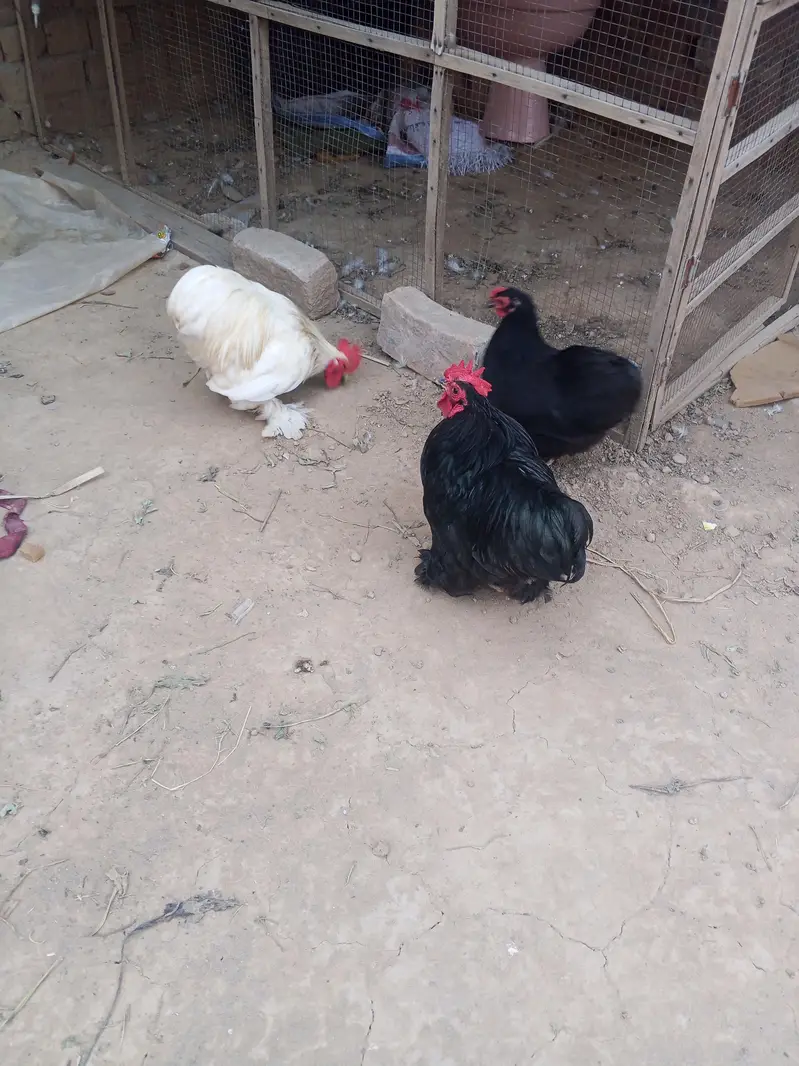 Bantam Breeder pair — photo 2