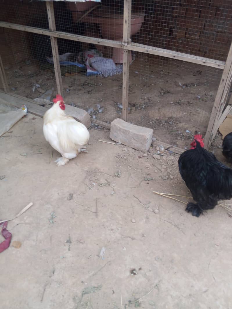 Bantam Breeder pair 2