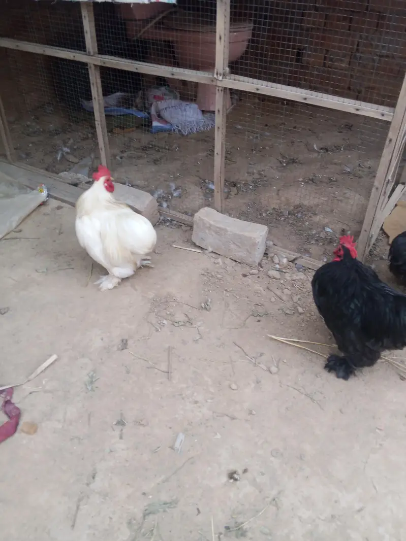Bantam Breeder pair — photo 3
