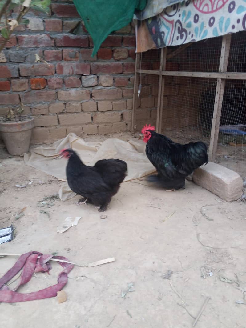 Bantam Breeder pair 3