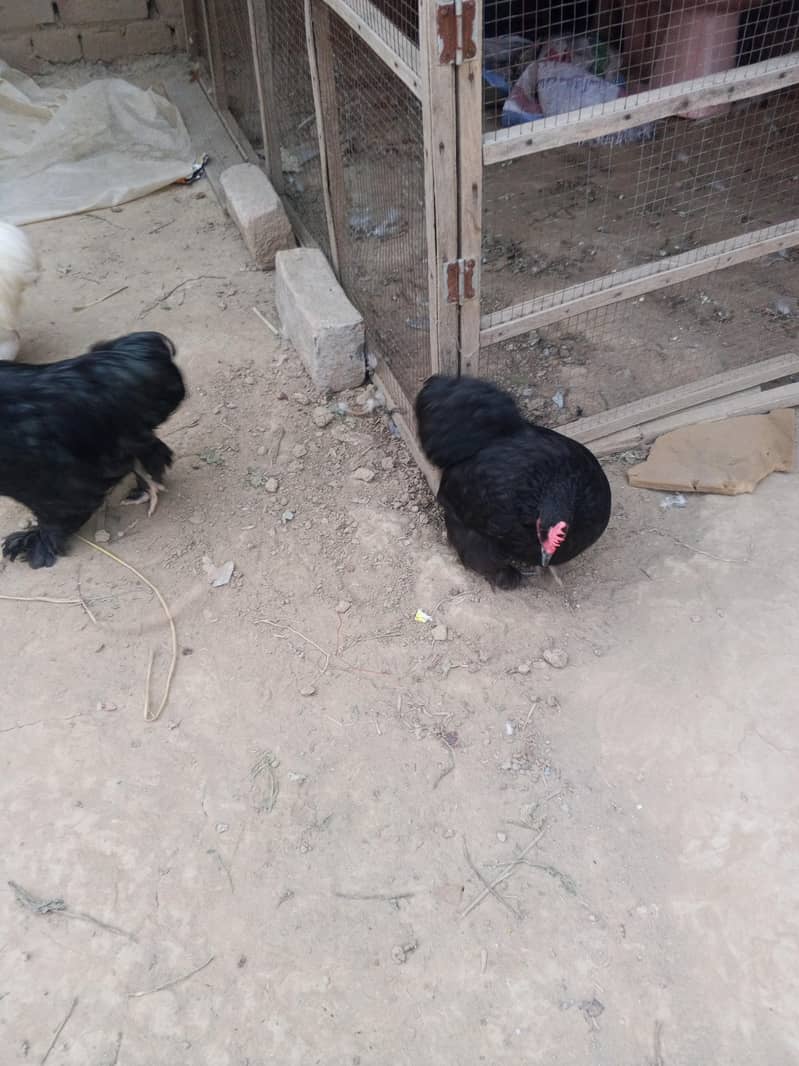 Bantam Breeder pair 4