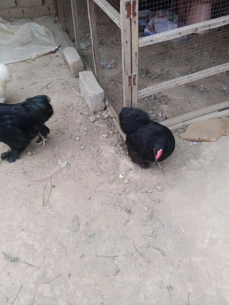 Bantam Breeder pair — photo 5