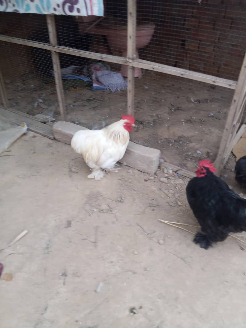 Bantam Breeder pair 5
